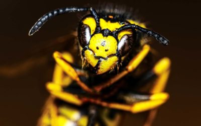 Insektenstiche: Wie kann man sie vorbeugen und beim Auftreten richtig behandeln?