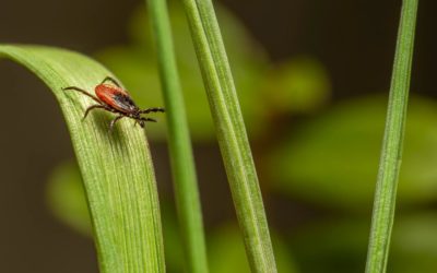 Zecken haben es in sich! – vorbeugen und richtig reagieren